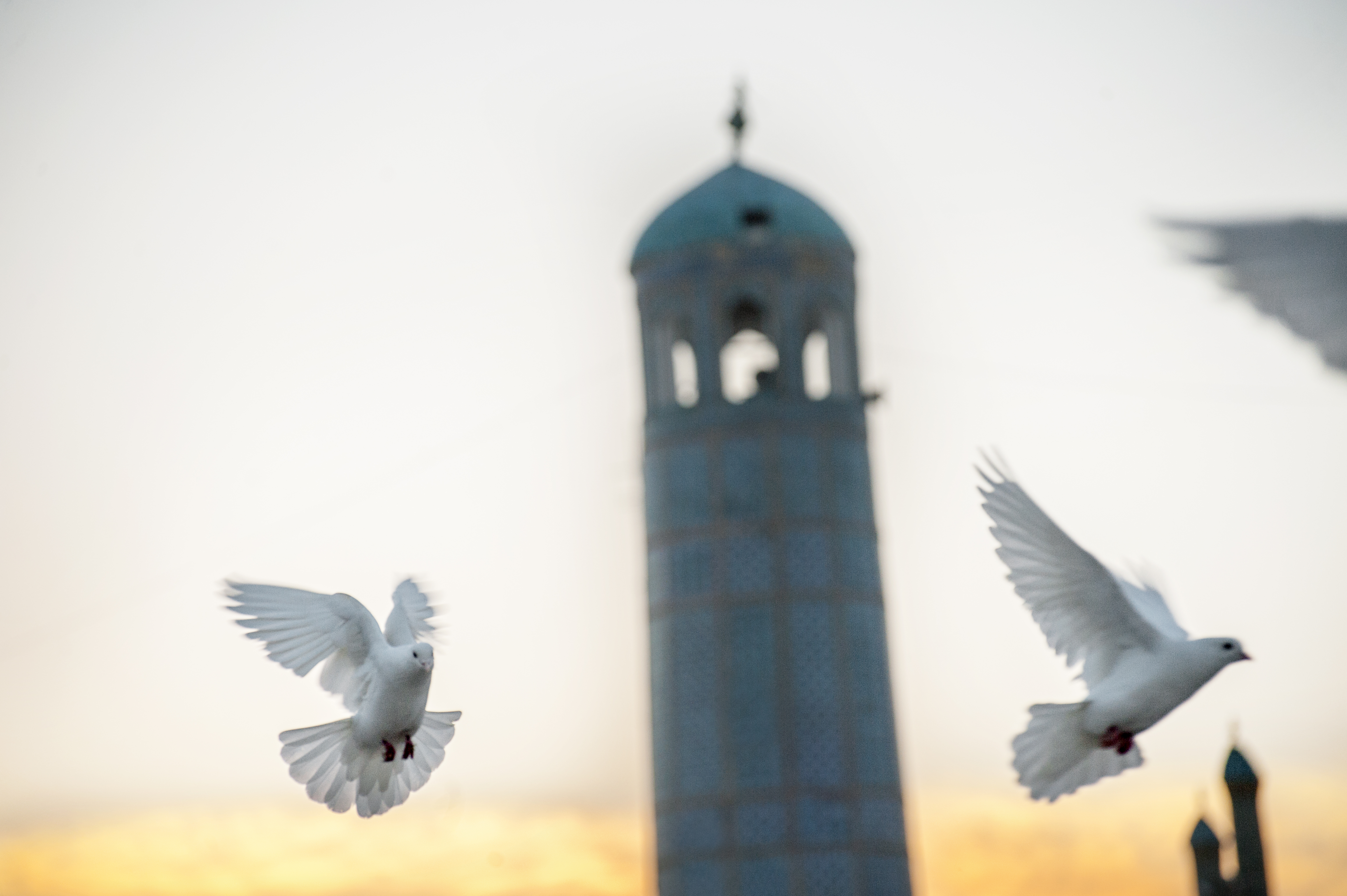 Duvor som flyger och i bakgrunden ser man ett av tornen från den Blå moskén i Mazar-e Sharif