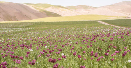 Fält med opiumvallmo
