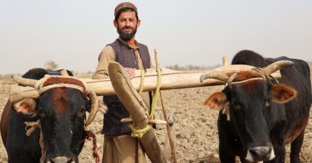 Afghansk bonde med två oxar.
