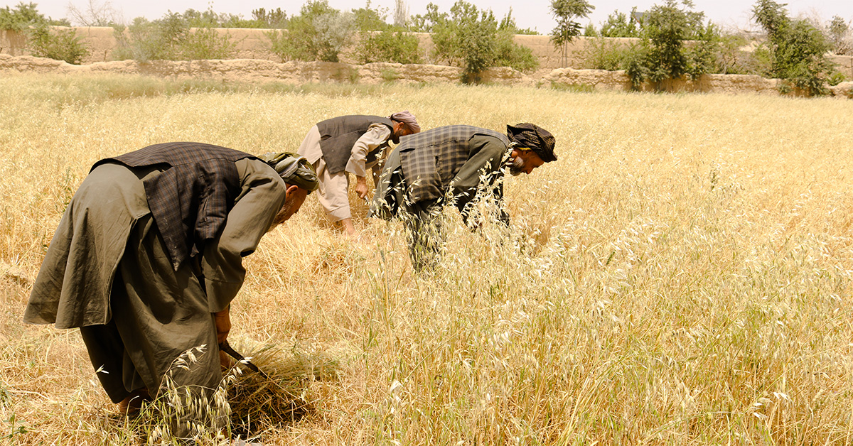 Veteodling i Afghanistan